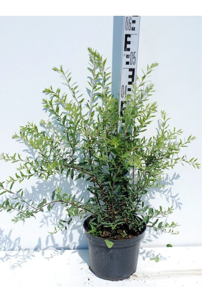 Спірея сіра Граціоза - 3л/вис.50-70/Ø40-50